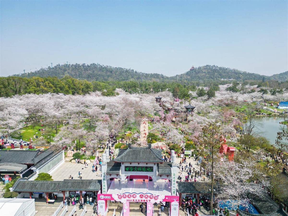 世界500强对话湖北,2025“相约春天赏樱花”经贸洽谈活动将于3月启动