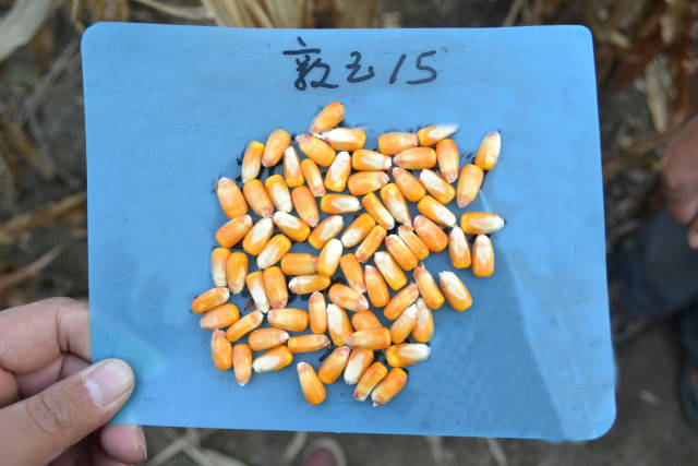 敦煌种业4月11日龙虎榜数据