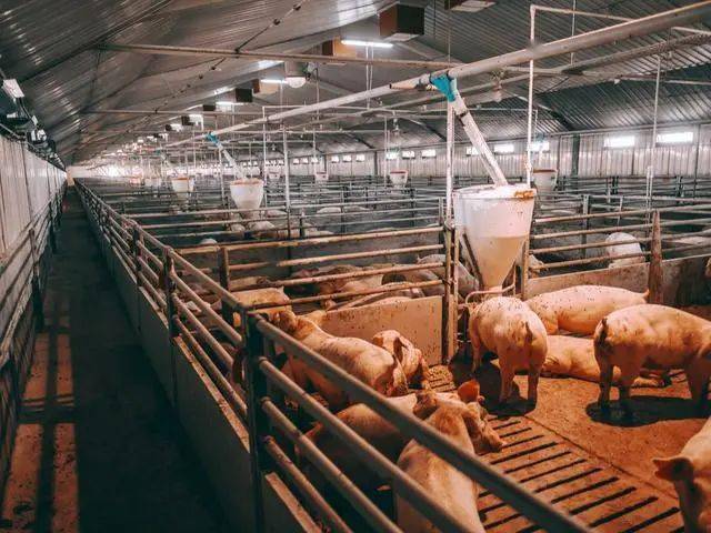 猪企巨头关联交易的这家环保公司，不久前刚终止IPO