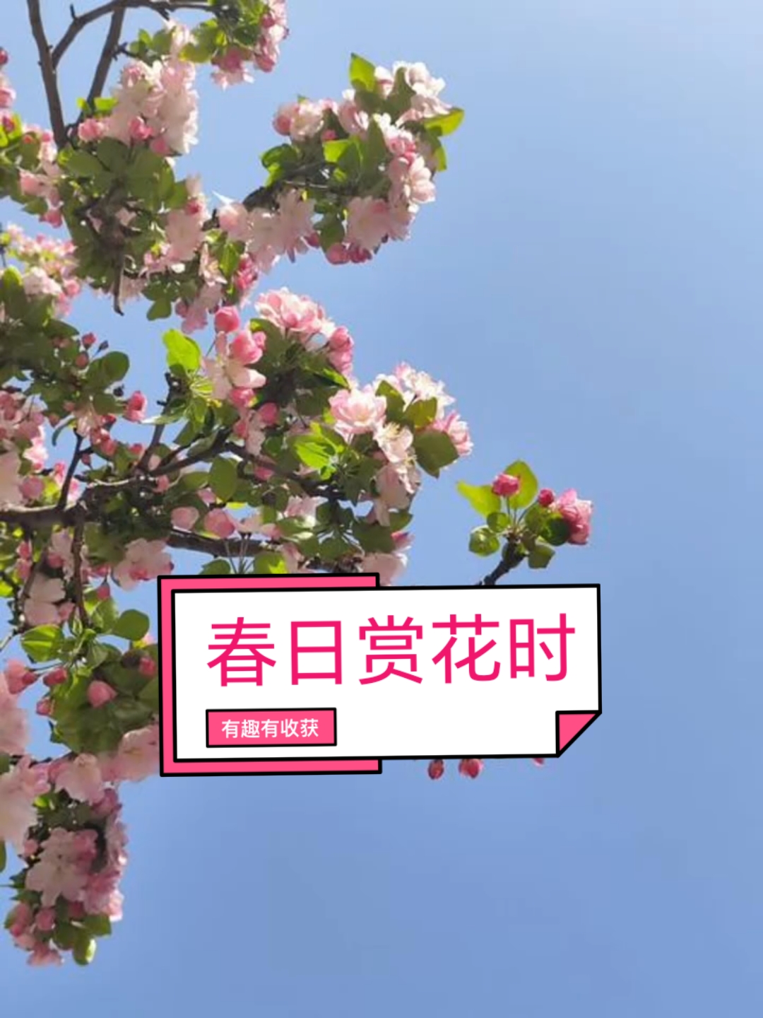 春日赏花游持续升温 众信旅游相关产品迎来大卖