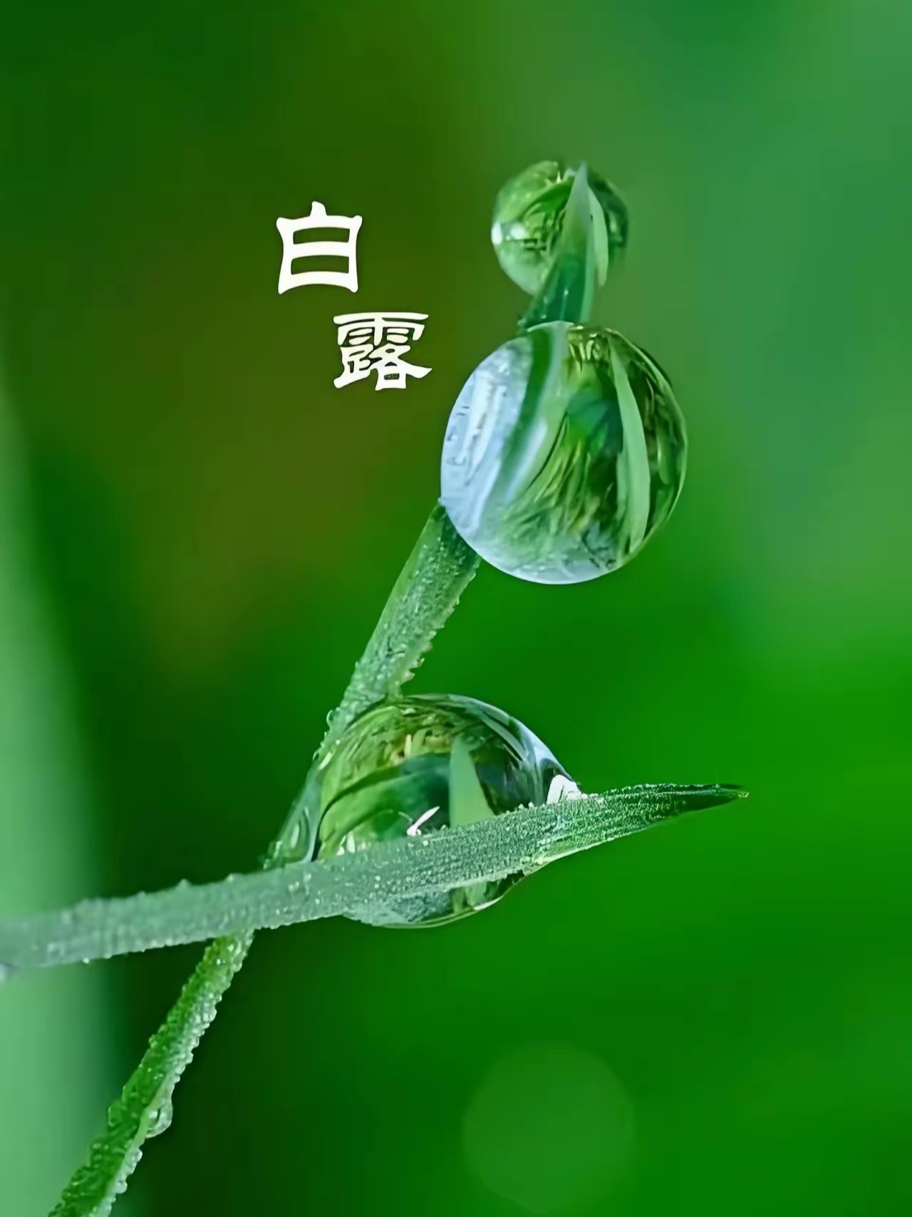 节气物候图鉴：白露至凉意生 全国玉露生凉地图看哪里率先迎秋凉
