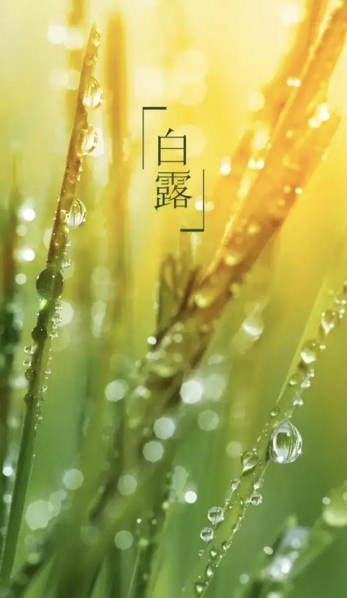 节气物候图鉴：白露至凉意生 全国玉露生凉地图看哪里率先迎秋凉