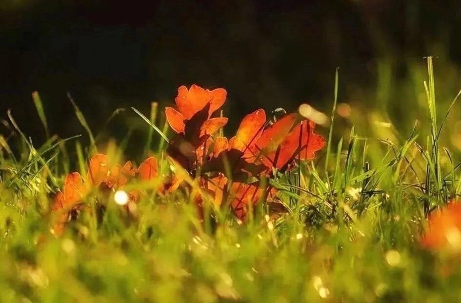 节气物候图鉴：白露至凉意生 全国玉露生凉地图看哪里率先迎秋凉